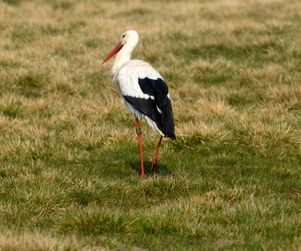 hvid stork ved Rudbøl