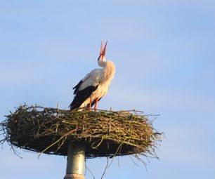 17-4-23 hvid stork 