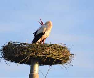 17-4-23 hvid stork 