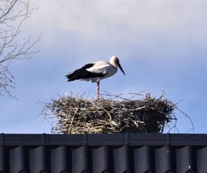 30-3-20 hvid stork