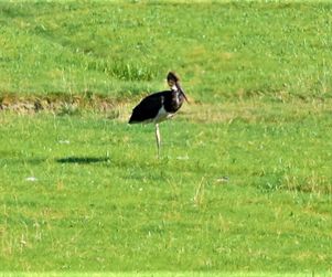12-7-21 sort stork