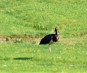 12-7-21 sort stork