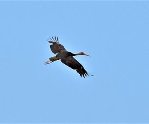 sort stork 