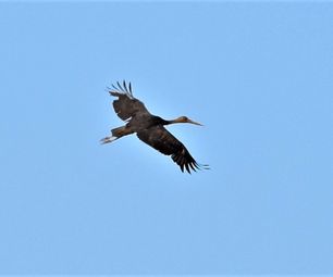 sort stork 