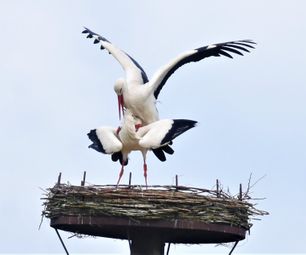 hvid stork