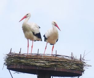 hvid stork