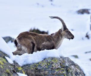 20-4-22 stenbuk Gredos ibex