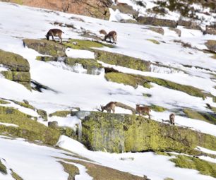20-4-22 stenbuk Gredos ibex