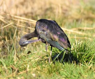 8-3-22 sort ibis