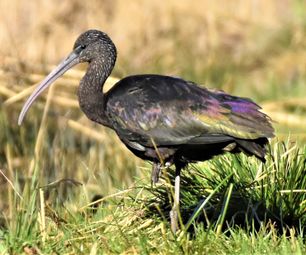 sort ibis