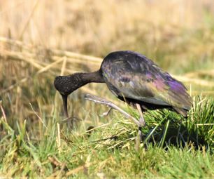 sort ibis