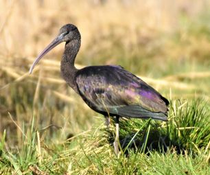 8-3-22 sort ibis