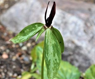 trillium lanzifolium