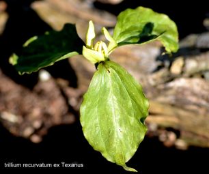 trillium recurvatum ex taxanus